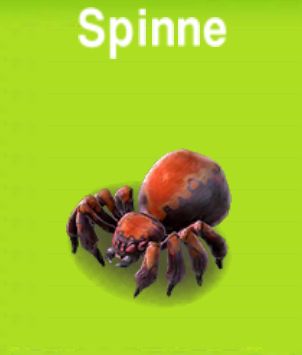 Spinne            